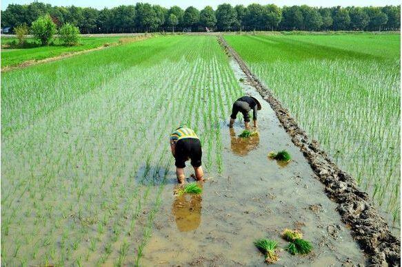 庐山面积多少平方公里(庐山面积：平方公里)